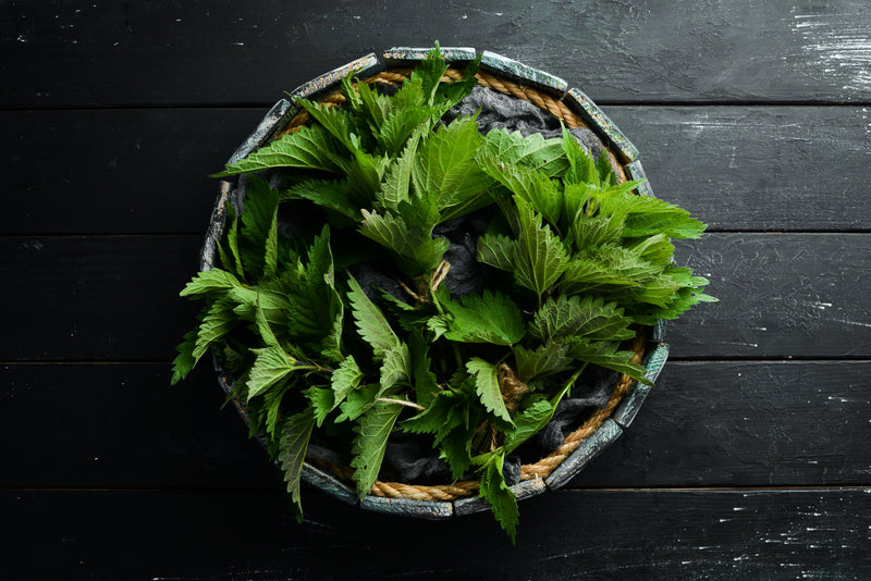 Health benefits of Nettle tea - BIOKOMA® - Dried Herbs