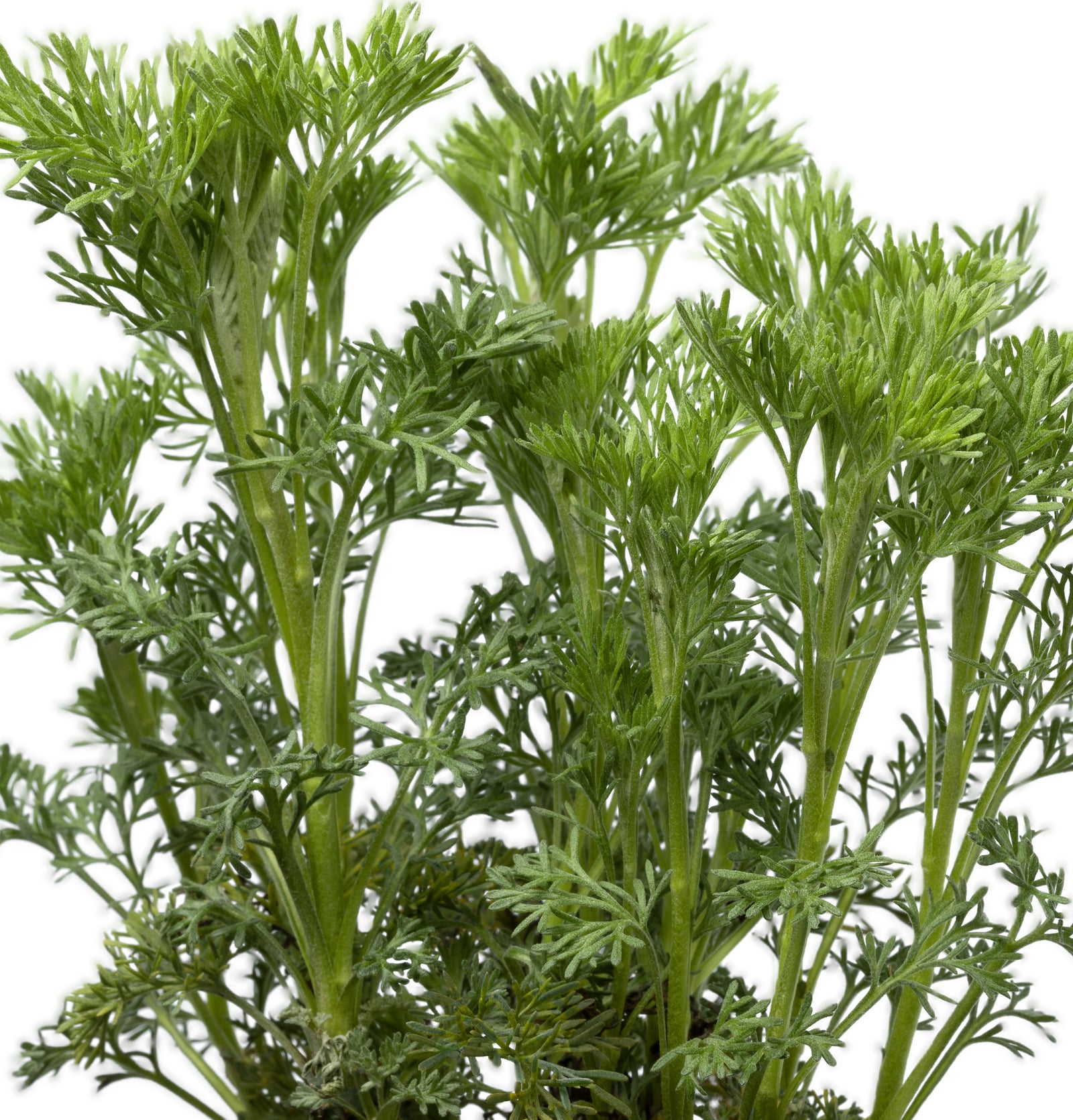 Southernwood - great worm repellent but not only...