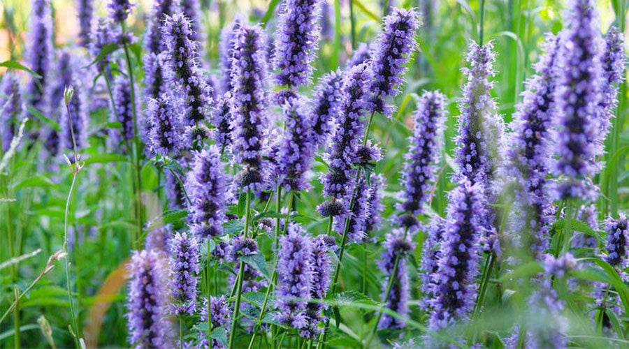 Hyssop (Hyssopus officinalis) - forgotten herb with valuable properties
