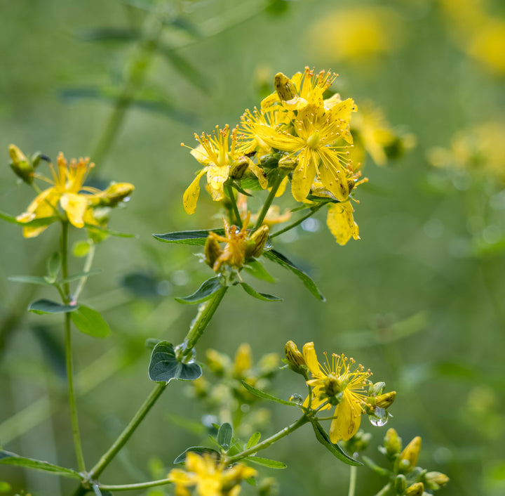 Organic St. John’s Wort (Hyperici herba) Dried Herb - BIOKOMA® - Dried Herbs