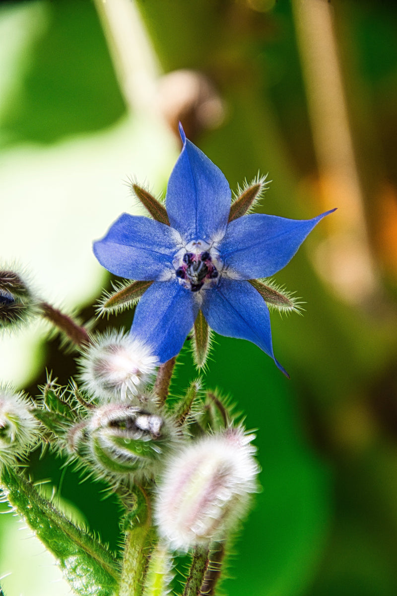 Borage Herb Tea - Traditional Uses and Potential Benefits