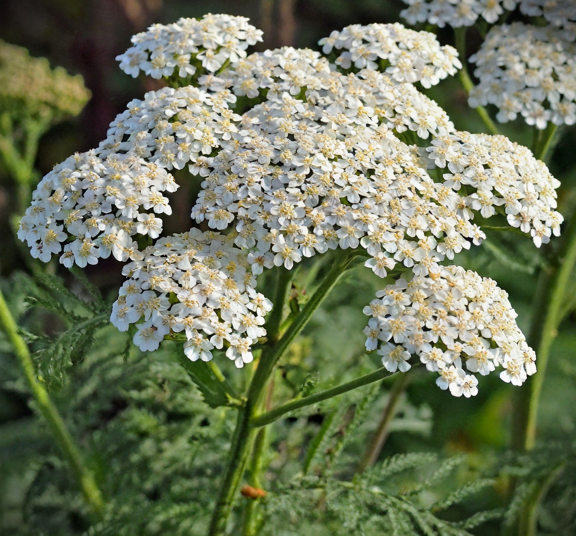 What can yarrow tea be used for?