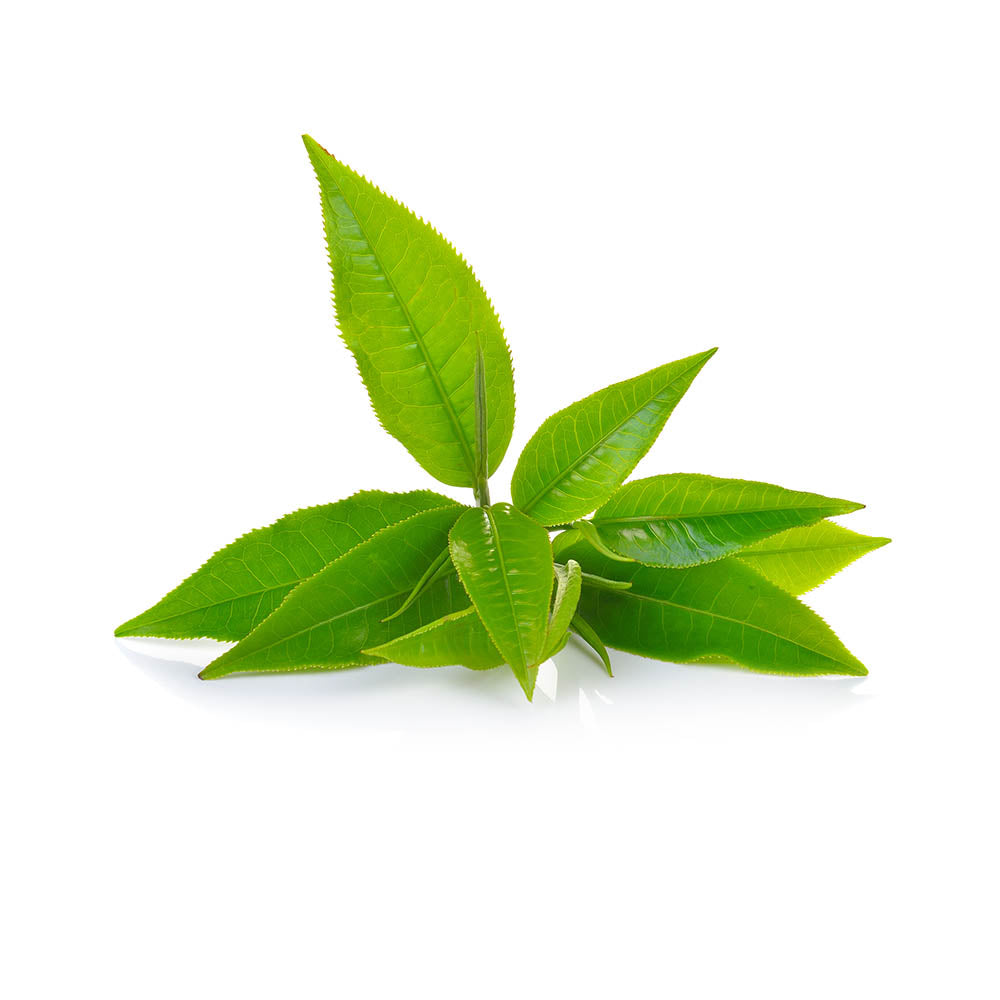 Leaves Herbs | Biokoma