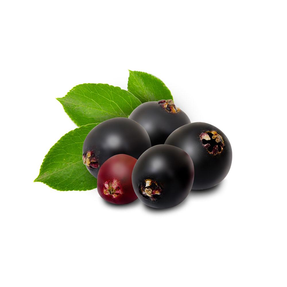 Elderberries Sambucus Nigra Organic Dried Fruits Herbal Tea